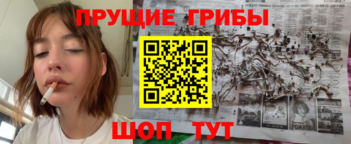 Псилоцибиновые грибы Cubensis Ачхой-Мартан